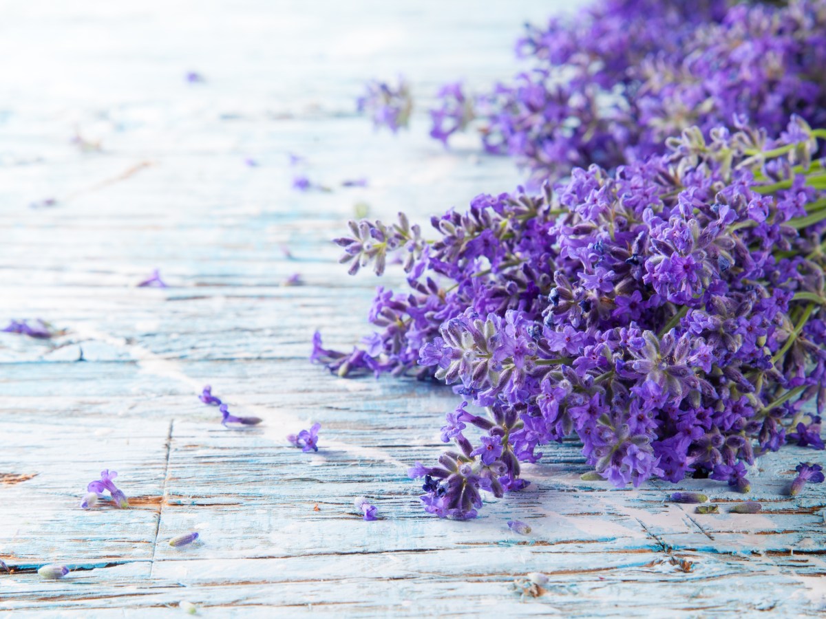 Living stress free with&nbsp;lavender